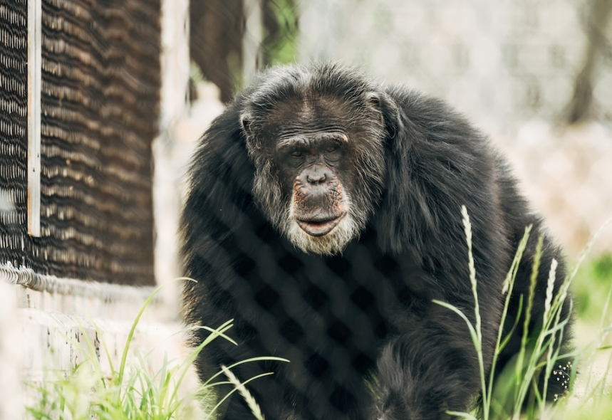 À 54 ans, un chimpanzé aveugle retrouve la vue grâce à une opération de la cataracte