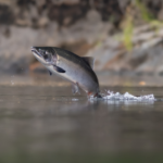 En Californie, plus de 30 000 saumons coho ont retrouvé les rivières de Mendocino.
