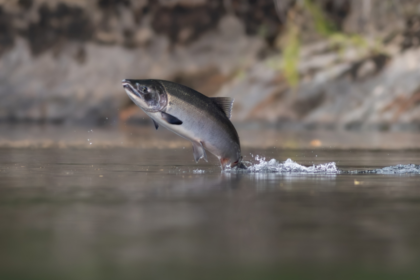 En Californie, plus de 30 000 saumons coho ont retrouvé les rivières de Mendocino.