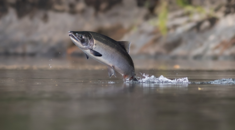 En Californie, plus de 30 000 saumons coho ont retrouvé les rivières de Mendocino.