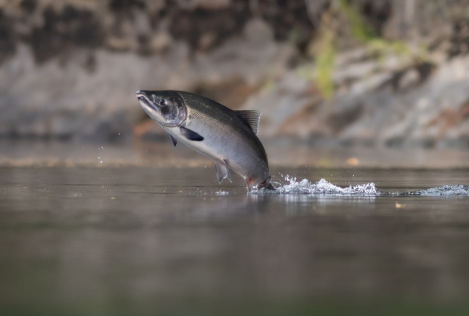 En Californie, plus de 30 000 saumons coho ont retrouvé les rivières de Mendocino.
