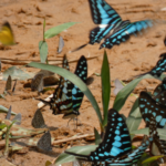 Plus de 200 espèces de papillons : le Mozambique protège la célèbre forêt du mont Mabu