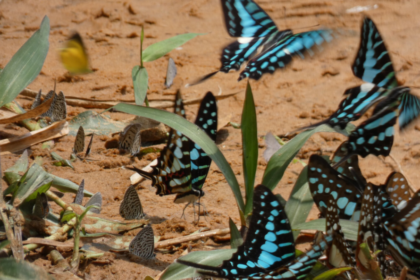Plus de 200 espèces de papillons : le Mozambique protège la célèbre forêt du mont Mabu