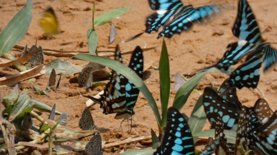 Plus de 200 espèces de papillons : le Mozambique protège la célèbre forêt du mont Mabu