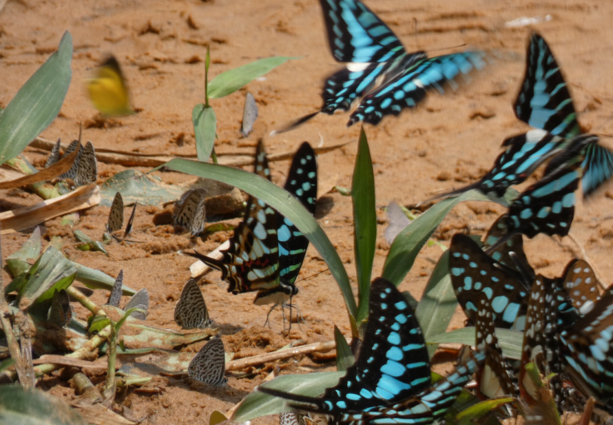 Plus de 200 espèces de papillons : le Mozambique protège la célèbre forêt du mont Mabu