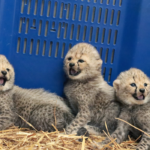 Quatre bébés guépards sont nés au Zoo de Montpellier le 12 septembre.
