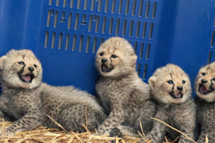 Quatre bébés guépards sont nés au Zoo de Montpellier le 12 septembre.
