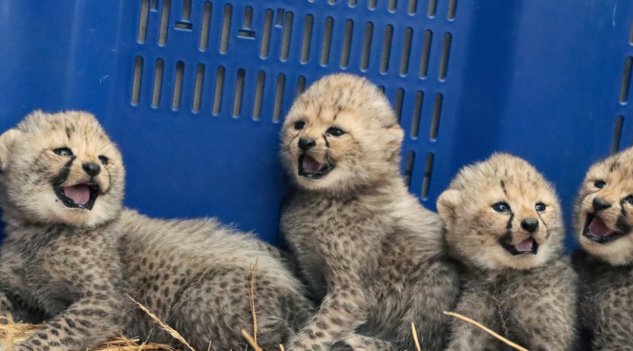 Quatre bébés guépards sont nés au Zoo de Montpellier le 12 septembre.