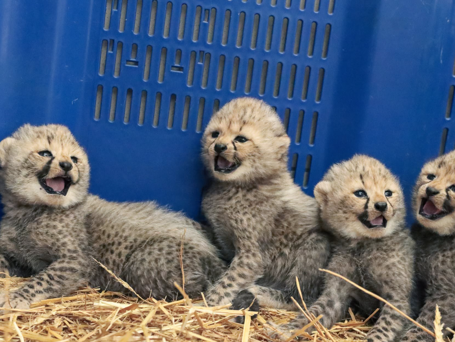Quatre bébés guépards sont nés au Zoo de Montpellier le 12 septembre.