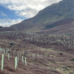 L’Angleterre prévoit de planter 500 000 arbres en trois ans et d’investir 79 millions de livres dans la restauration de la nature