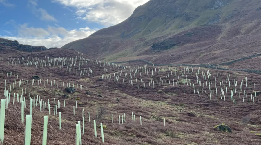 L’Angleterre prévoit de planter 500 000 arbres en trois ans et d’investir 79 millions de livres dans la restauration de la nature