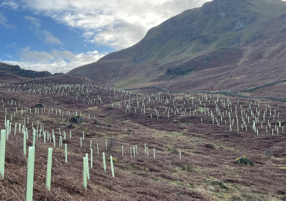 L’Angleterre prévoit de planter 500 000 arbres en trois ans et d’investir 79 millions de livres dans la restauration de la nature