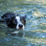 Une nouvelle loi protège les animaux lors des catastrophes au Portugal