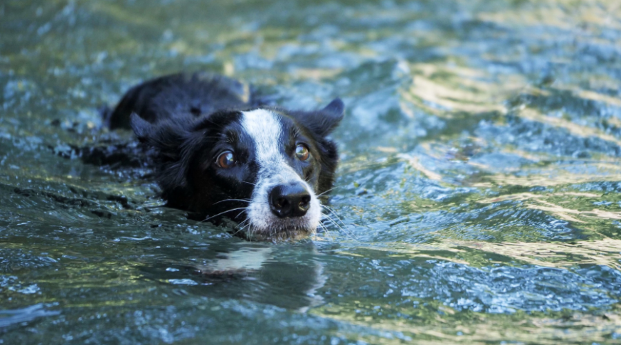 Une nouvelle loi protège les animaux lors des catastrophes au Portugal