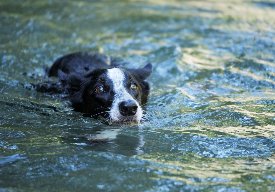 Une nouvelle loi protège les animaux lors des catastrophes au Portugal