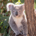 En 30 ans, l’engagement des Irwin pour les koalas a pris une ampleur considérable