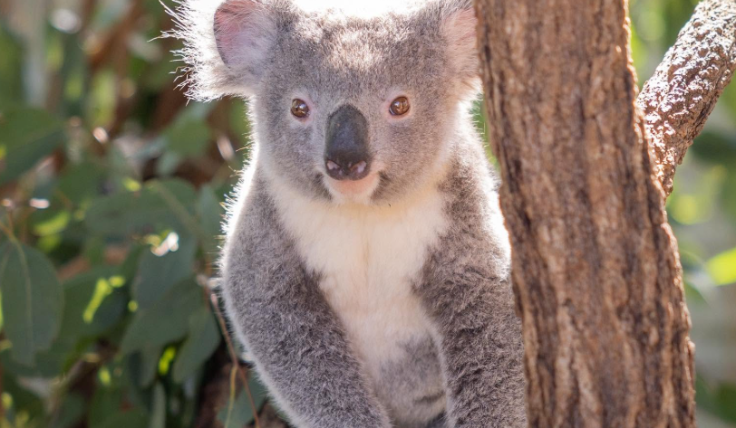 En 30 ans, l’engagement des Irwin pour les koalas a pris une ampleur considérable