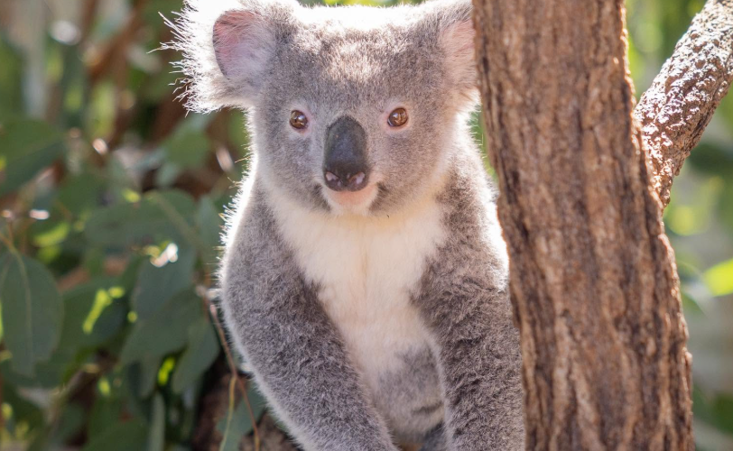 En 30 ans, l’engagement des Irwin pour les koalas a pris une ampleur considérable