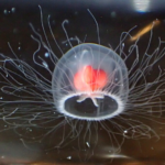 La méduse immortelle peut inverser son cycle de vie et régénérer ses cellules.