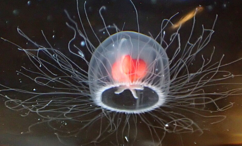 La méduse immortelle peut inverser son cycle de vie et régénérer ses cellules.