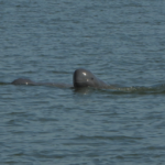 Six bébés dauphins de l’Irrawaddy sont nés au Cambodge