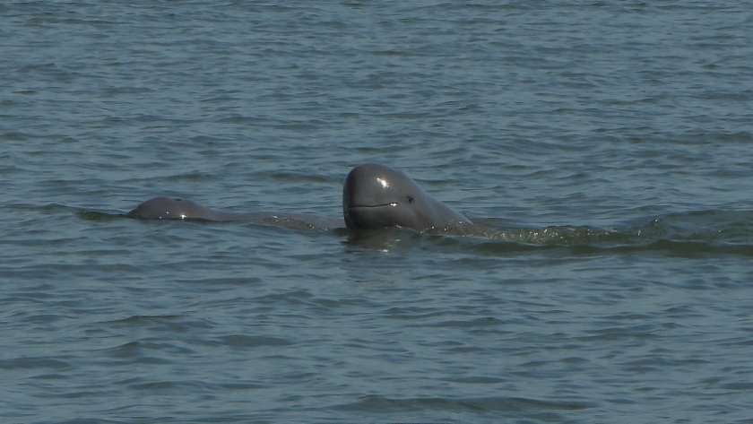 Six bébés dauphins de l’Irrawaddy sont nés au Cambodge