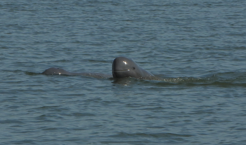 Six bébés dauphins de l’Irrawaddy sont nés au Cambodge